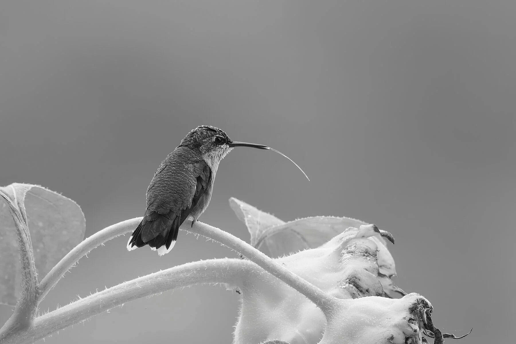 Jan's Hummingbird BW
